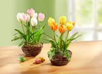Tulpen in een rieten mand 