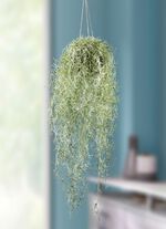 Levensechte moshanger 