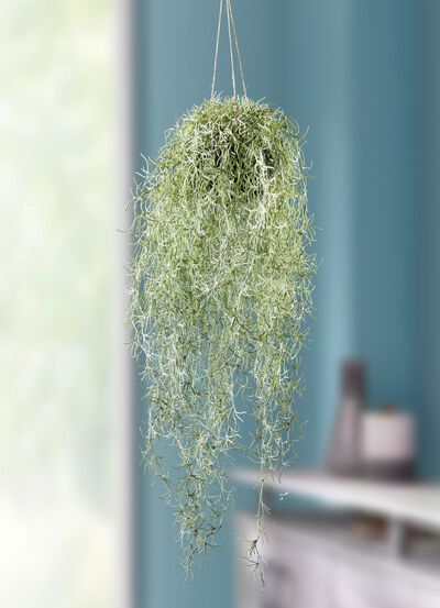 Levensechte moshanger 