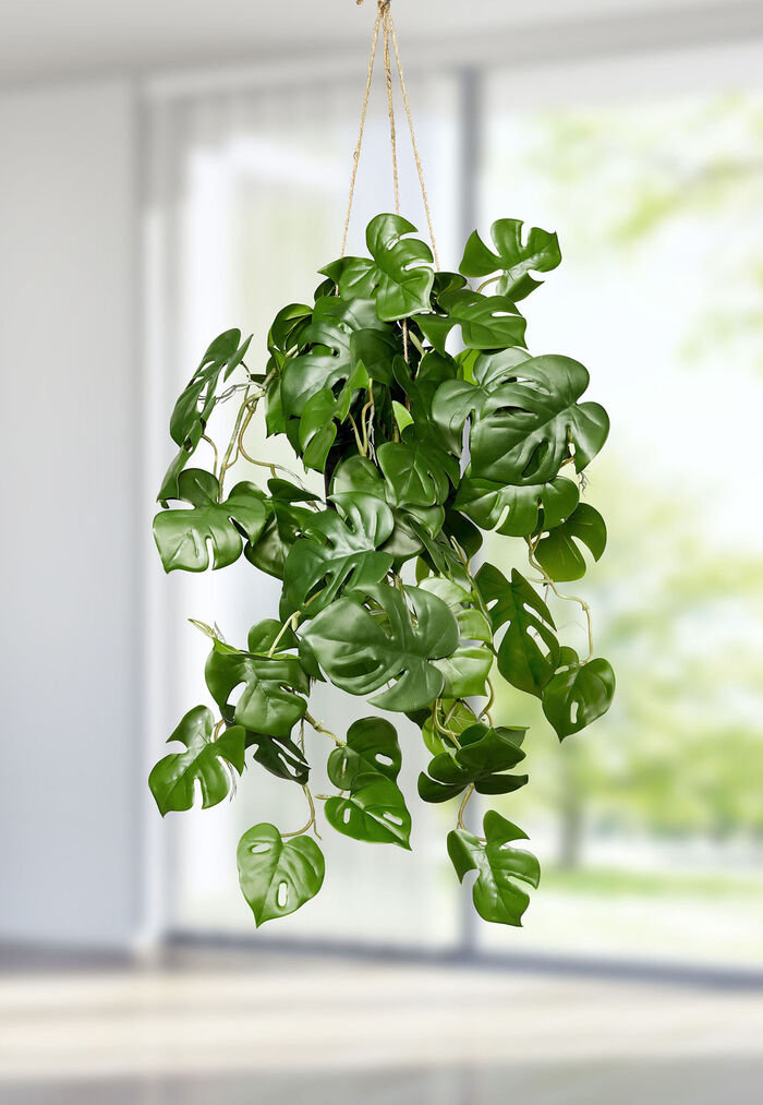 Splitphilo hanger in een pot