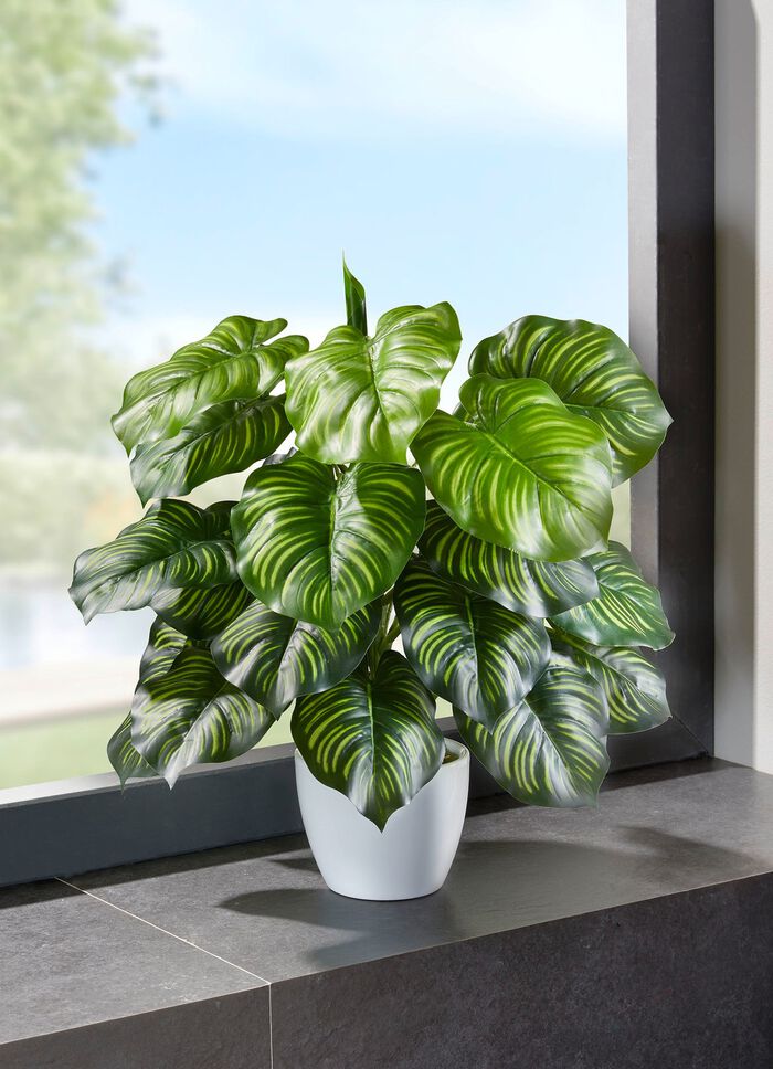 Marantastruik in witte keramische pot 