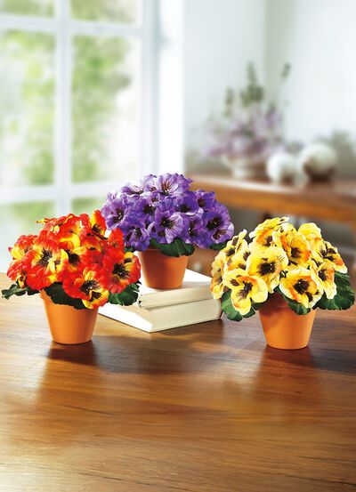 Driekleurige viooltjes, set van 3 