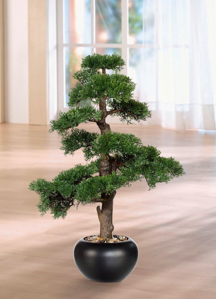 70 cm hoge ceder bonsai 