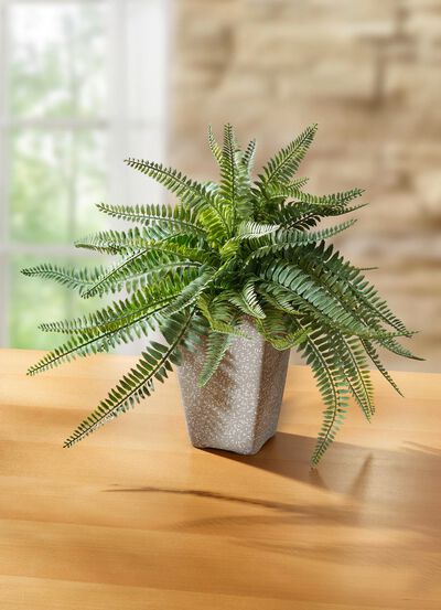 Varen in een terracotta pot 